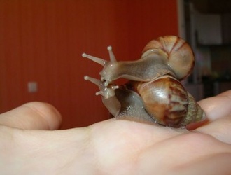 Улитки ахатины