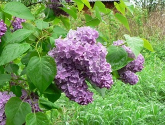 наш "колхозик"