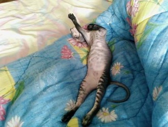 Мой зоопарк