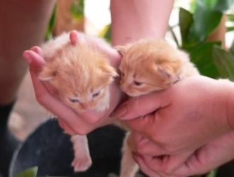 отдам катят