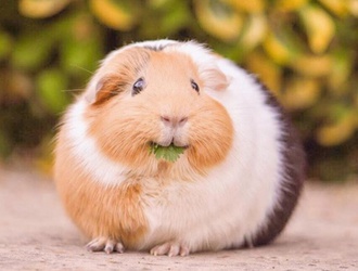 РыжийСуслик