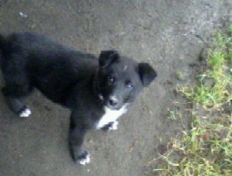 Наши четвероногие друзья