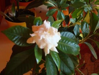 Красавица гордения