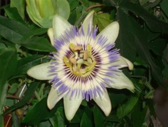 Красавица пассифлора