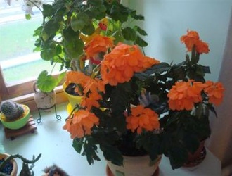 Кроссандра