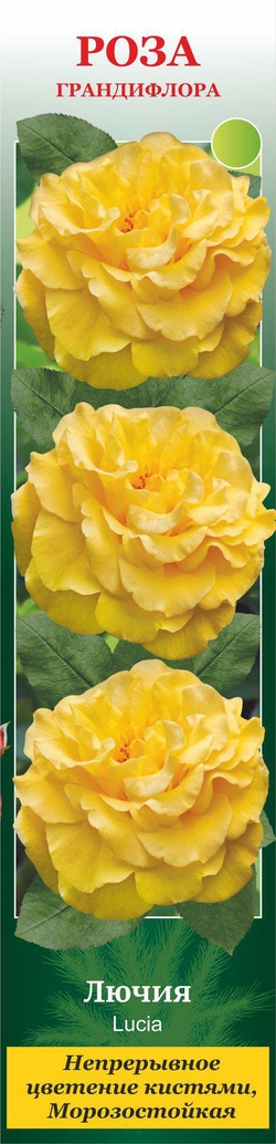 Лючия роза фото и описание