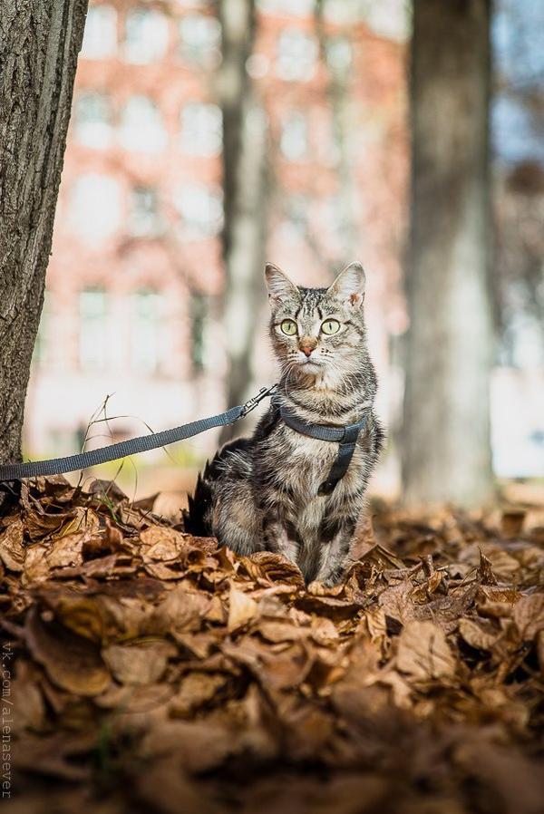 Тюмень потеряшки животные кошки фото