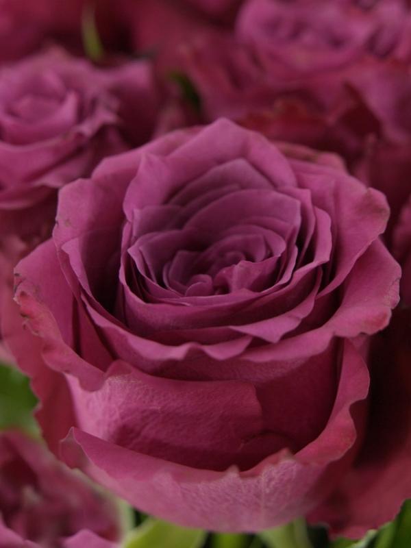 Роза квин берри фото и описание