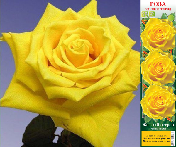 Роза желтый остров фото и описание
