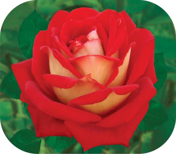 Роза флорибунда шанти фото описание