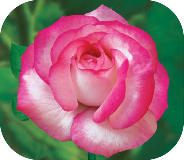 Роза сорт аленушка фото описание